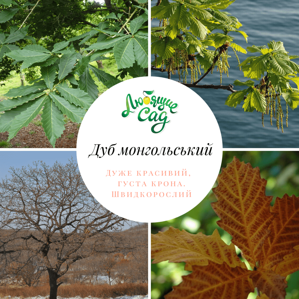 Саджанці дуба монгольського - Закохані у сад