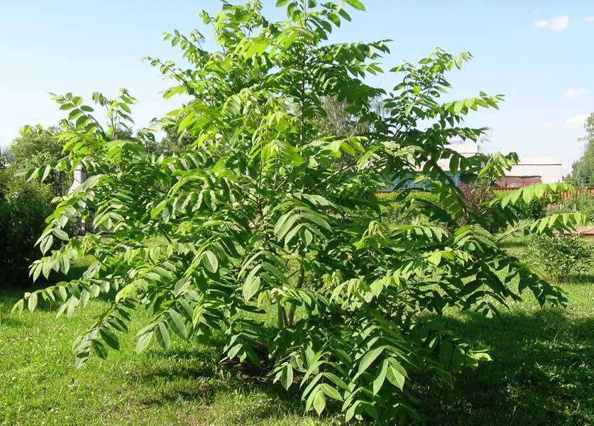 Маньчжурський горіх - дерево-піонер, що швидко росте, з дуже великим листям