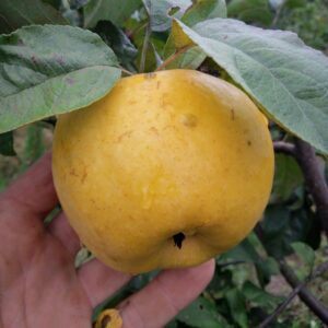 Інтенсив: Сад і врожай