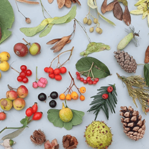 Інтенсив: Екзотика і ботанічні експерименти